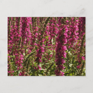 Lila Loosestrife-vykort Vykort