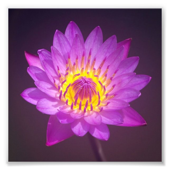 Lila Lotus Flower Fototryck (Framsidan)