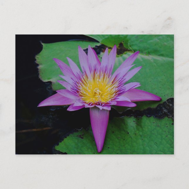 Lila Lotus Flower med Lily Pad Post Card Vykort (Framsida)