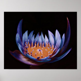 Lila-Lotus-Flower Poster