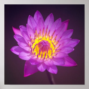 Lila Lotus Flower Poster