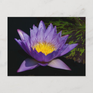 Lila Lotus Näckros Vykort