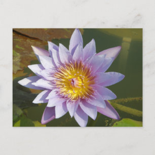 Lila Lotus/Vatten Lily Vykort