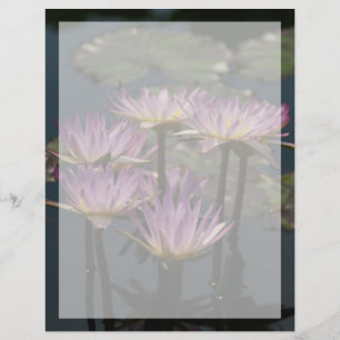 Lila Lotus Waterlilies