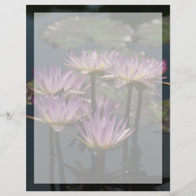 Lila Lotus Waterlilies (Framsida)