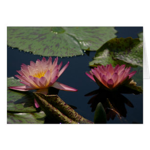 Lila Lotus Waterlilies Card Hälsningskort