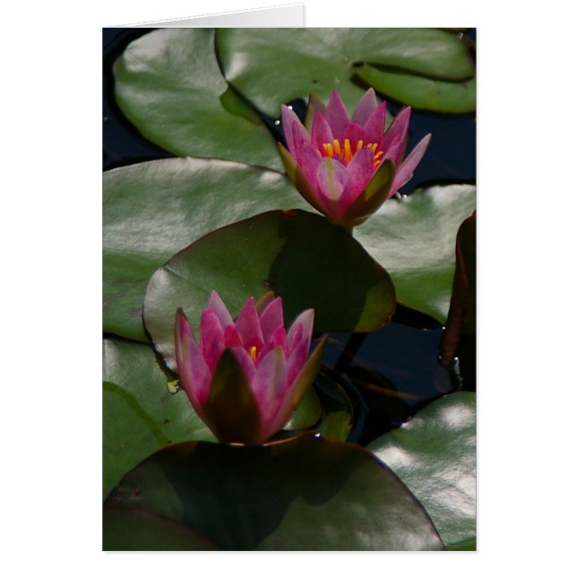 Lila Lotus Waterlilies Card Hälsningskort (Framsidan)