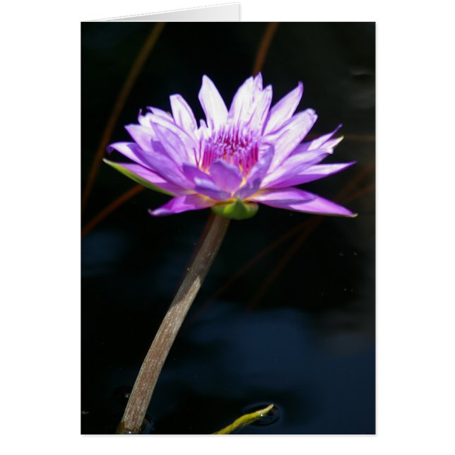 Lila Lotus Waterlily Card Hälsningskort (Framsidan)
