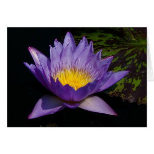 Lila Lotus Waterlily Card Hälsningskort