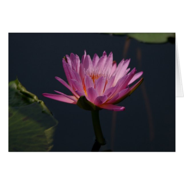 Lila Lotus Waterlily Card Hälsningskort (Framsidan Horizontal)
