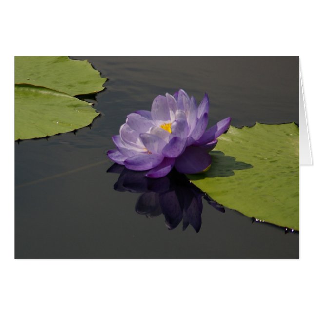 Lila Lotus Waterlily Card Hälsningskort (Framsidan Horizontal)