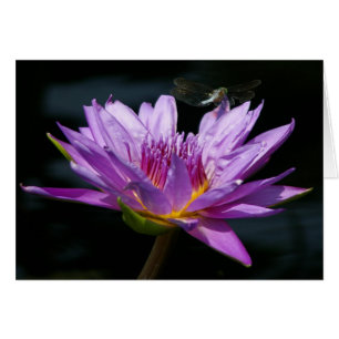 Lila Lotus Waterlily & Dragonfly Card Hälsningskort
