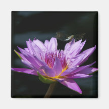 Lila Lotus Waterlily Dragonfly magnet