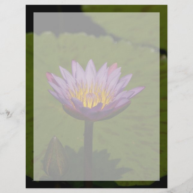 Lila Lotus Waterlily Flower (Framsida)