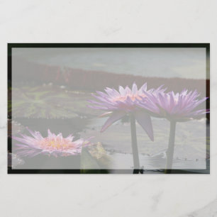 Lila Lotus Waterlily Flowers