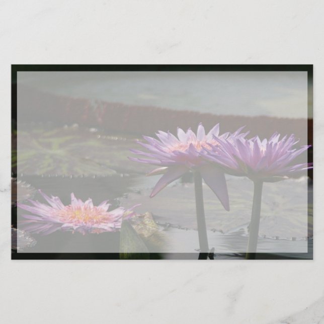 Lila Lotus Waterlily Flowers (Framsida)