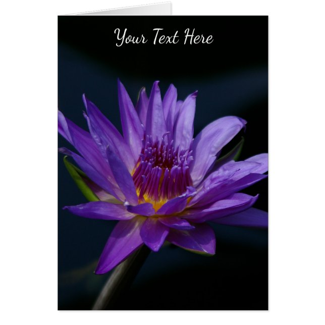 Lila Lotus Waterlily Hälsningskort (Framsidan)