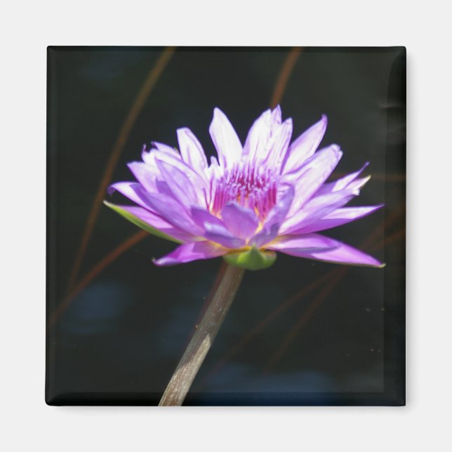 Lila Lotus Waterlily magnet (Framsidan)