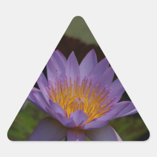 Lila Lotus Waterlily Triangelformat Klistermärke