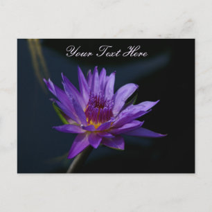 Lila Lotus Waterlily Vykort
