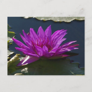 Lila Lotus Waterlily vykort