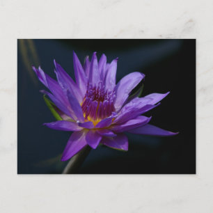 Lila Lotus Waterlily Vykort
