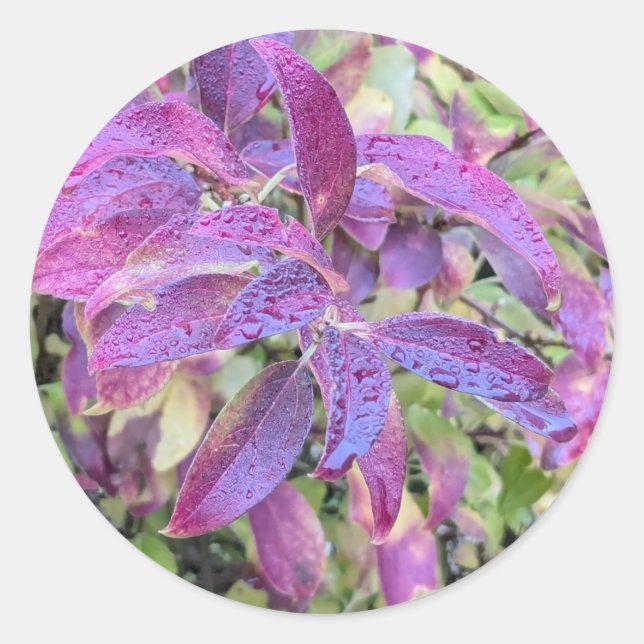 Lila löv på klistermärken (Framsida)