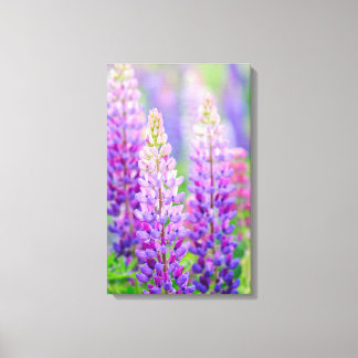 Lila lupin inklädd canvas