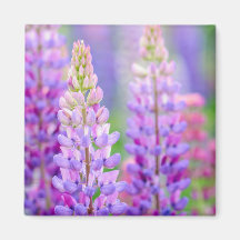 Lila Lupinblommor Magnet