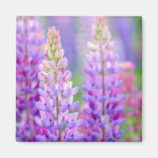 Lila Lupinblommor Magnet