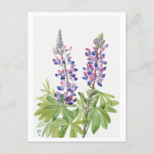 Lila Lupine Botanical Illustration Postcard Vykort