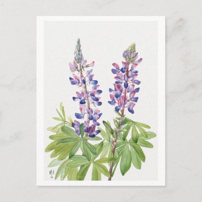 Lila Lupine Botanical Illustration Postcard Vykort (Framsida)