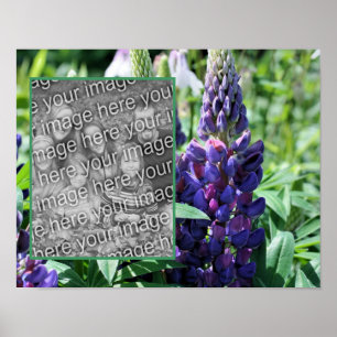 Lila Lupine Flower Ram Lägg till ditt foto Poster