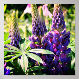 Lila Lupine Flower Trio Poster