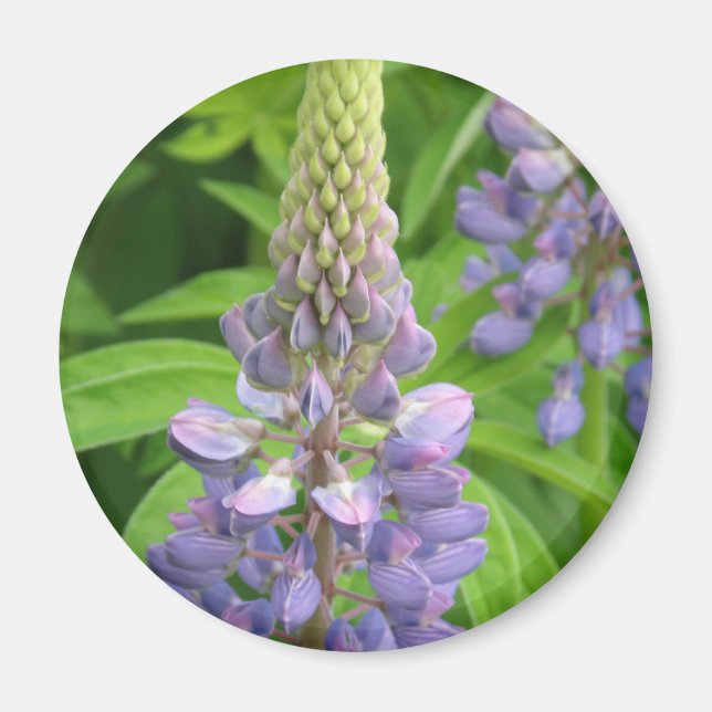 Lila Lupine Flowers Magnet (Framsidan)