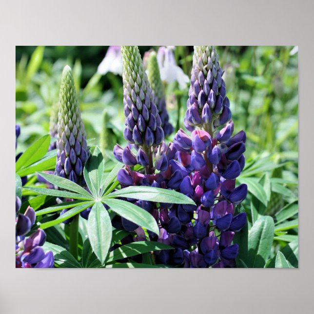 Lila Lupine Flowers Poster (Framsidan)