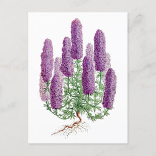 Lila Lupine Vintage Botaniskt vykort