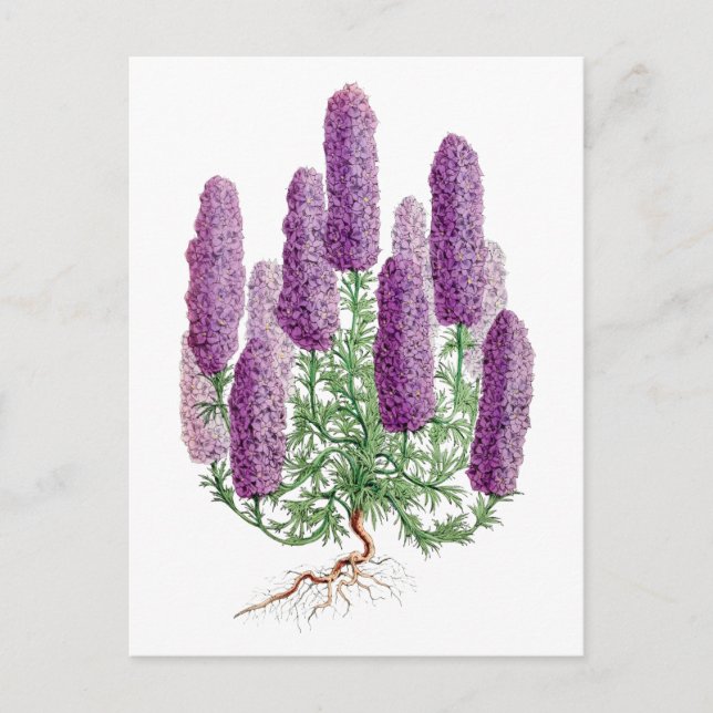 Lila Lupine Vintage Botaniskt vykort (Framsida)