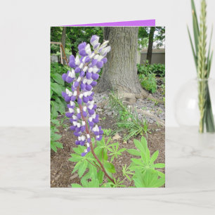 Lila Lupines Blank Kort