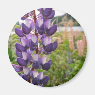 Lila Lupins Magnet