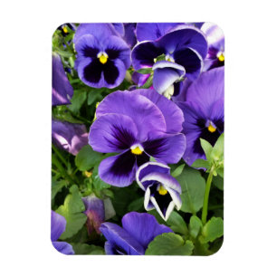lila magnet