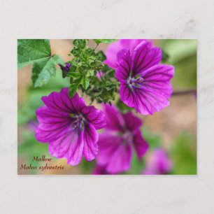 Lila Mallow-Blommigt vykort