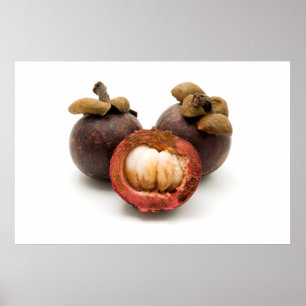 Lila Mangosteen Poster