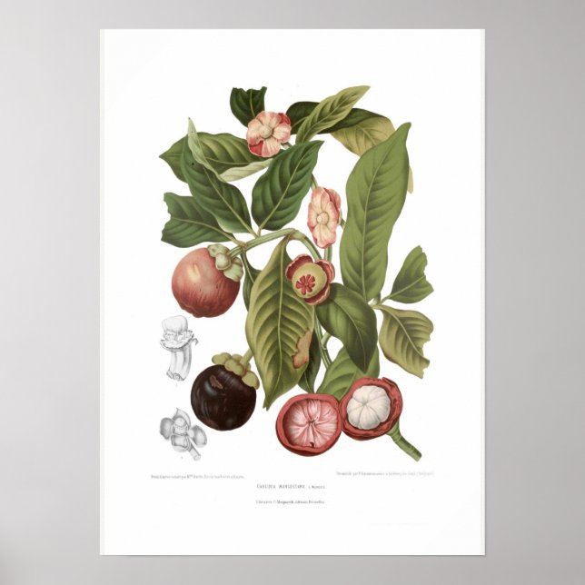 Lila Mangosteen Poster (Framsidan)