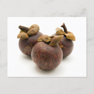 Lila Mangosteen Vykort