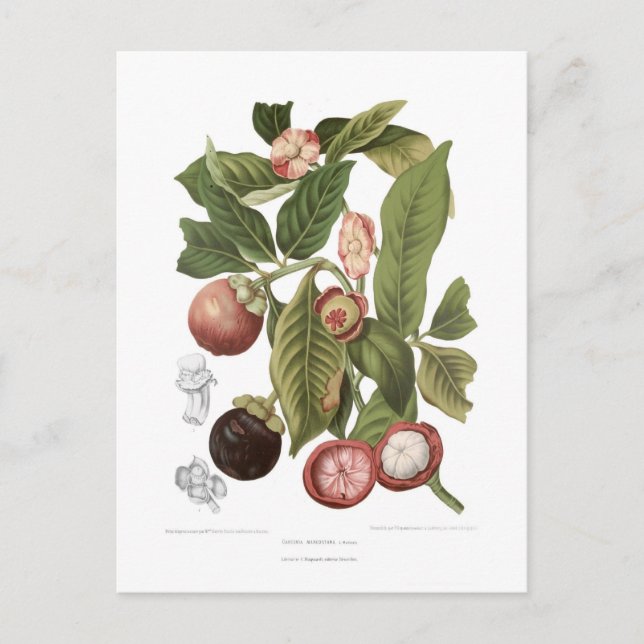 Lila Mangosteen Vykort (Framsida)