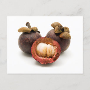 Lila Mangosteen Vykort