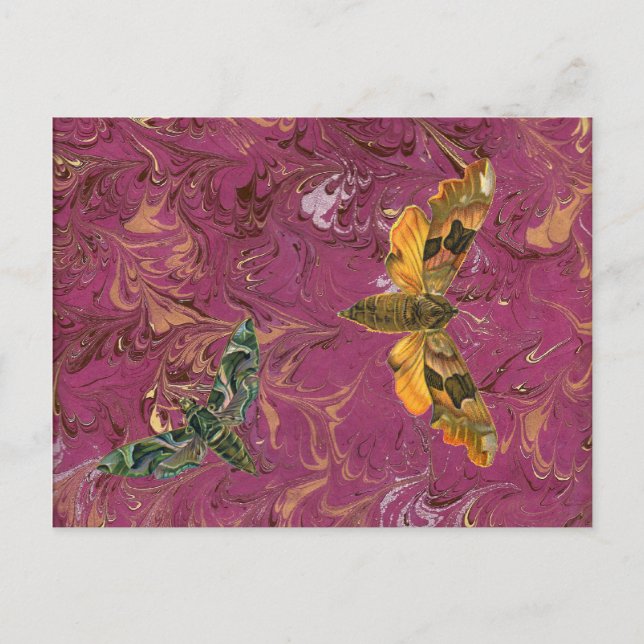 Lila Marcular Moth-vykort Vykort (Framsida)