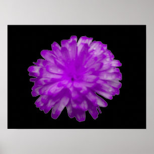 Lila Marigold Poster