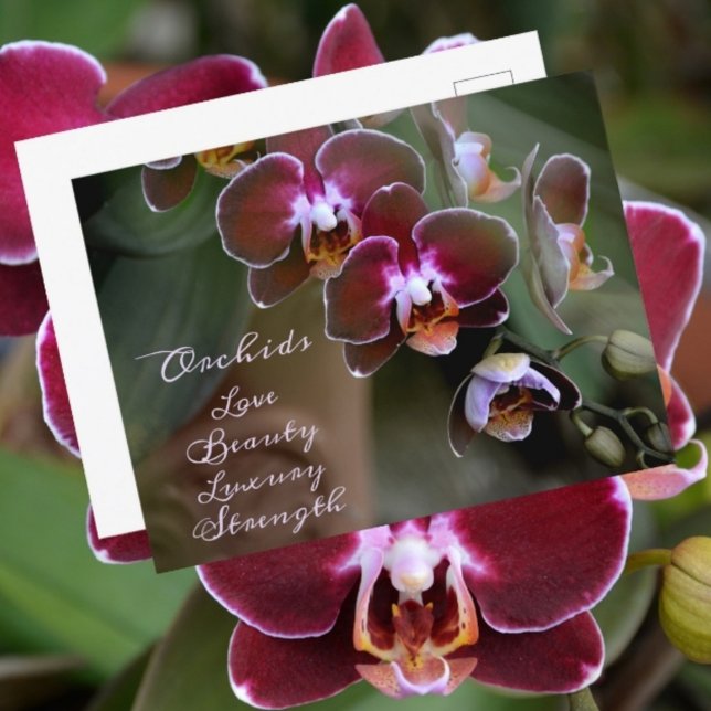 Lila Maroon Orkidéblommor Fotografisk Blommig Vykort (Skapare uppladdad)